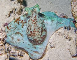 Photo of an Octopus on a night dive in Cozumel. Photoshop... by Garry Rogers 